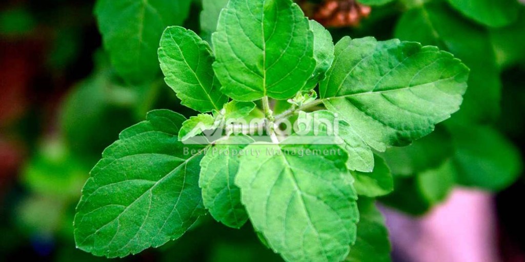 Benefits of planting Tulsi at home